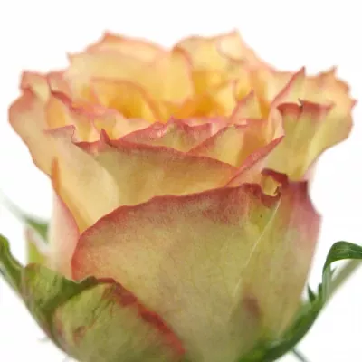 Růžová růže FIRST KISS 60cm (L)