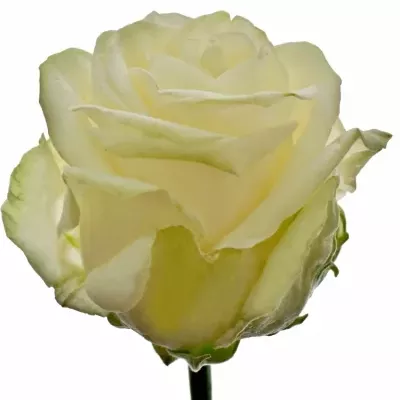 Bílá růže FOUR SEASONS+ 90cm (XXL) LIMITED
