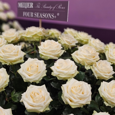 ROSA FOUR SEASONS+ 55cm (XL)