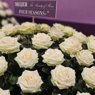 ROSA FOUR SEASONS+ 55cm (XL)