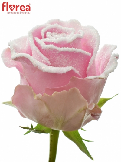 Růžová růže REVIVAL FROST 70cm (L)
