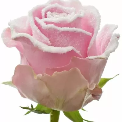 Růžová růže REVIVAL FROST 70cm (L)
