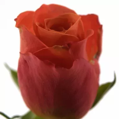 Oranžová růže GINGER 35cm