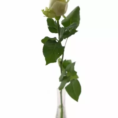 Bílá růže A1 50cm