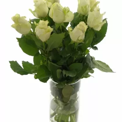 Bílá růže A1 50cm