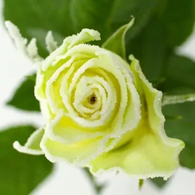 Bílá růže AKITO FROST 50cm