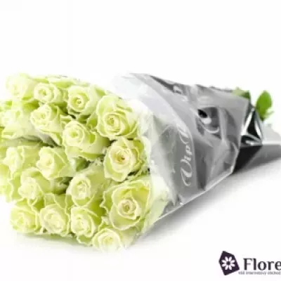 Bílá růže AKITO FROST 50cm