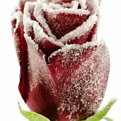 Fialová růže AMALIA FROST 60cm