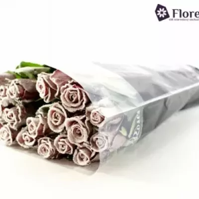 Fialová růže AMALIA FROST 50cm
