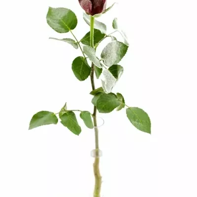 Fialová růže AMALIA FROST 50cm