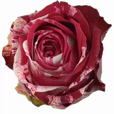 Červenobílá růže ANGRY BIRD 35cm