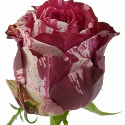 Červenobílá růže ANGRY BIRD 50cm