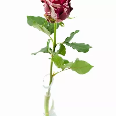 Žíhaná růže ANGRY BIRD 40cm