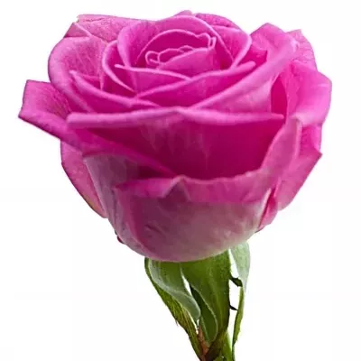 Růžová růže AQUA GIRL! 40cm