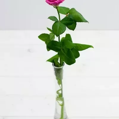 Růžová růže AQUA GIRL! 40cm