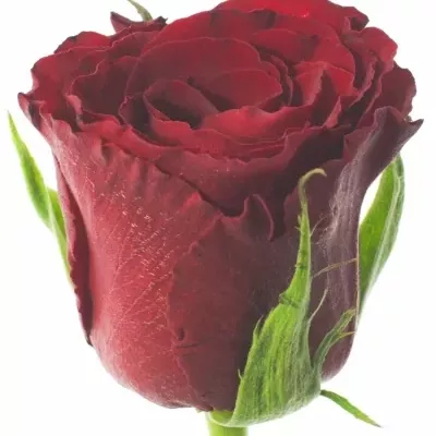 Červená růže ASANTE 50cm