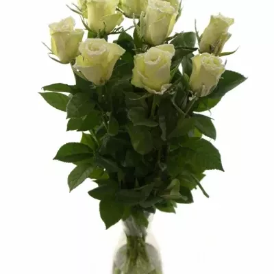Biela ruža ATHENA FROST 60cm