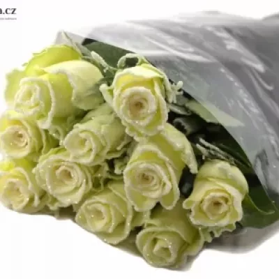 Bílá růže ATHENA FROST 60cm