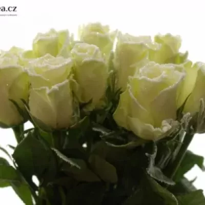 Bílá růže ATHENA FROST 60cm