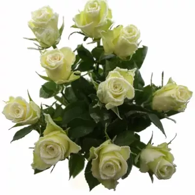 Biela ruža ATHENA FROST 60cm