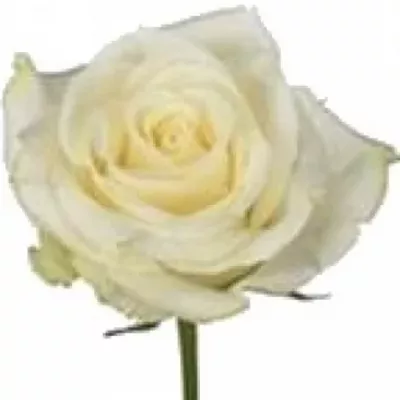 Bílá růže ATHOS 60cm