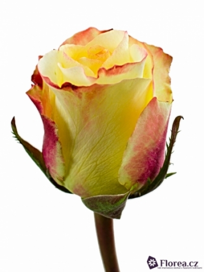 Žlutá růže AUBADE 60cm