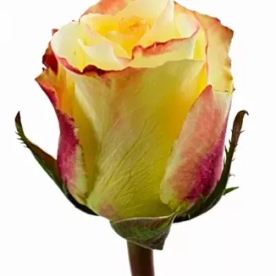 Žlutá růže AUBADE 60cm