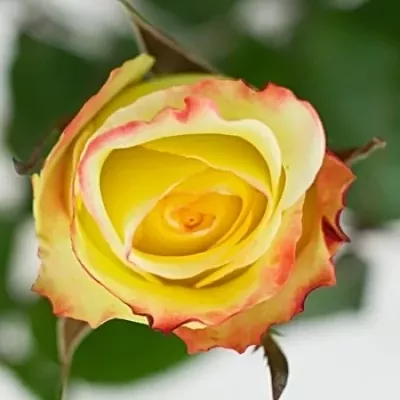 Žlutá růže AUBADE 70cm