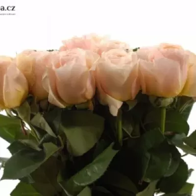 Růžová růže AUSTIN JULIET