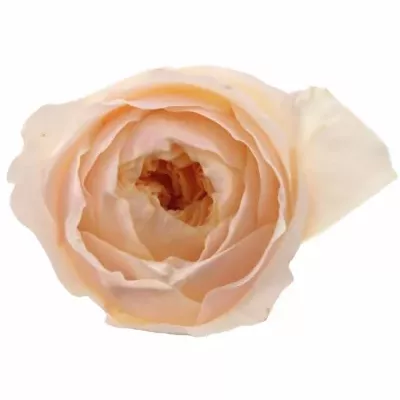 Růžová růže AUSTIN JULIET