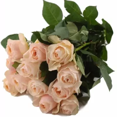 Růžová růže AUSTIN JULIET