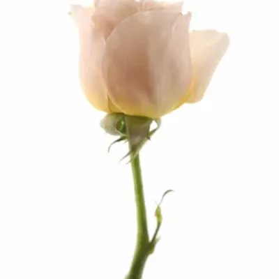 Růžová růže AUSTIN JULIET