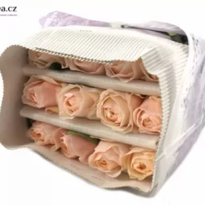 Růžová růže AUSTIN JULIET