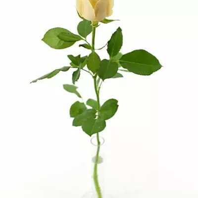 Meruňková růže AVALANCHE MAGIC+ 70cm