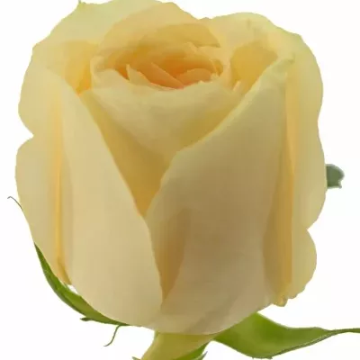 Meruňková růže AVALANCHE MAGIC+ 70cm