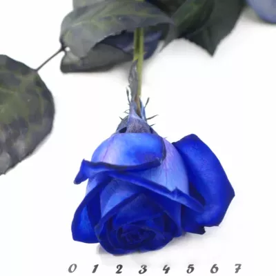 Modrá růže BLUE CANDID PROPHYTA - MODRÁ RŮŽE 70cm