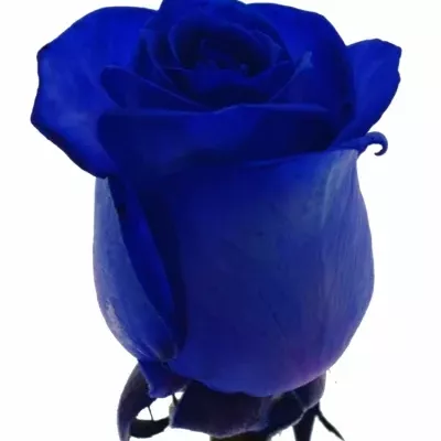 Modrá růže BLUE CANDID PROPHYTA - MODRÁ RŮŽE 70cm
