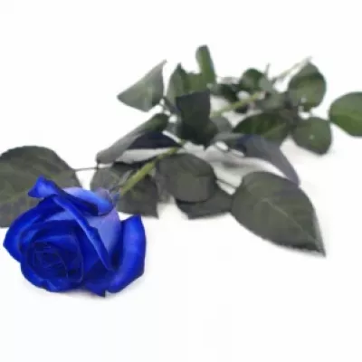 Modrá růže BLUE CANDID PROPHYTA - MODRÁ RŮŽE 70cm