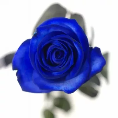 Modrá růže BLUE CANDID PROPHYTA - MODRÁ RŮŽE 70cm