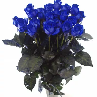 Modrá růže BLUE CANDID PROPHYTA - MODRÁ RŮŽE 70cm