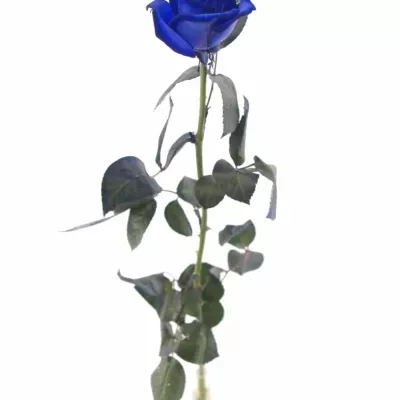 Modrá růže BLUE CANDID PROPHYTA - MODRÁ RŮŽE 70cm