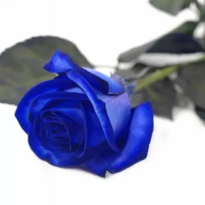 Modrá růže BLUE CANDID PROPHYTA - MODRÁ RŮŽE 70cm