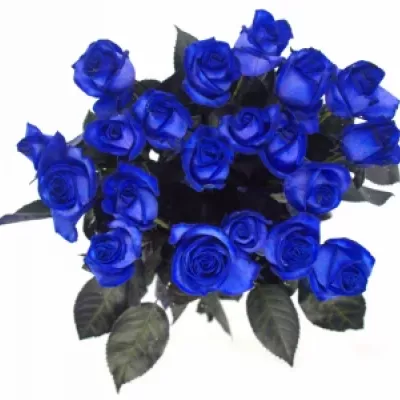 Modrá růže BLUE CANDID PROPHYTA - MODRÁ RŮŽE 70cm