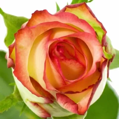 Oranžová,žlutá,červená růže BOHEME 80cm