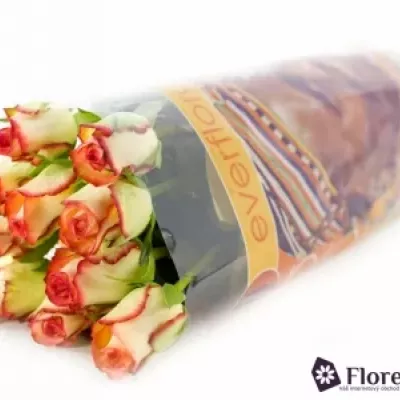 Oranžová,žlutá,červená růže BOHEME 80cm