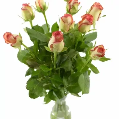 Oranžová,žlutá,červená růže BOHEME 80cm