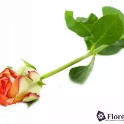 Oranžová,žlutá,červená růže BOHEME 80cm