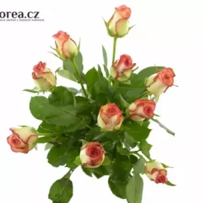 Oranžová,žlutá,červená růže BOHEME 80cm