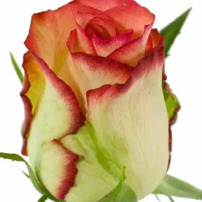 Žíhaná růže BOHEME 70cm