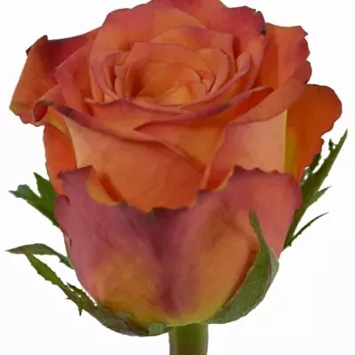 Oranžová růže BRAVOUR 70cm